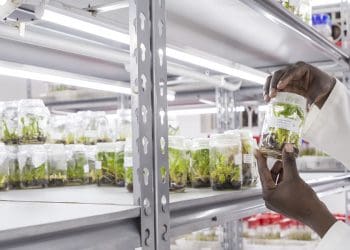 A female African scientist at the National Agricultural Research Organisation (NARO), with samples of Matoke seedlings, a starchy variety of green banana, which are being used as part of a gene technology research project.