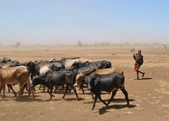 Climate change effects: boy herding cattle