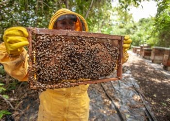 Using bees to boost crop production