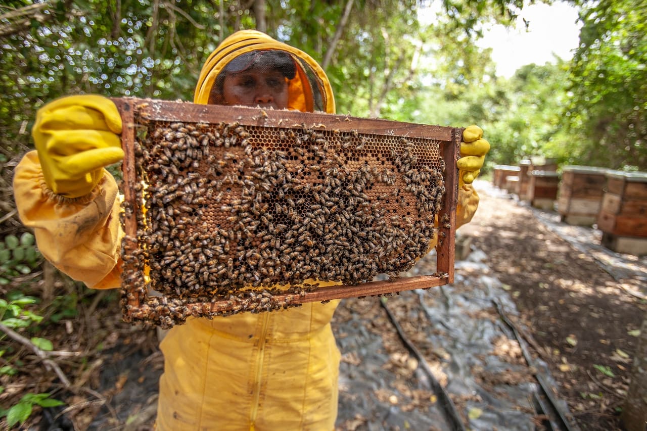 Using bees to boost crop production