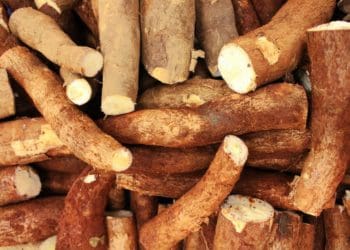 Dwindling cassava production story of impact